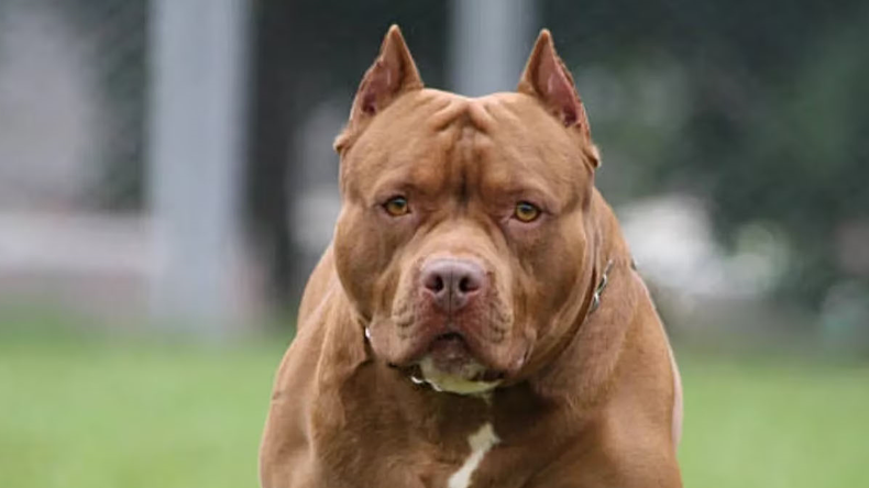 Un perro pitbull le hundió el cráneo a una nena de 2 años