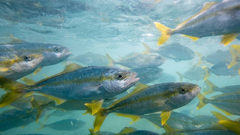 Argentina cuenta hoy, por primera vez, con la tecnología validada para producir pez limón a escala. | LMCipolletti.com Argentina cuenta hoy, por primera vez, con la tecnología validada para producir pez limón a escala.
