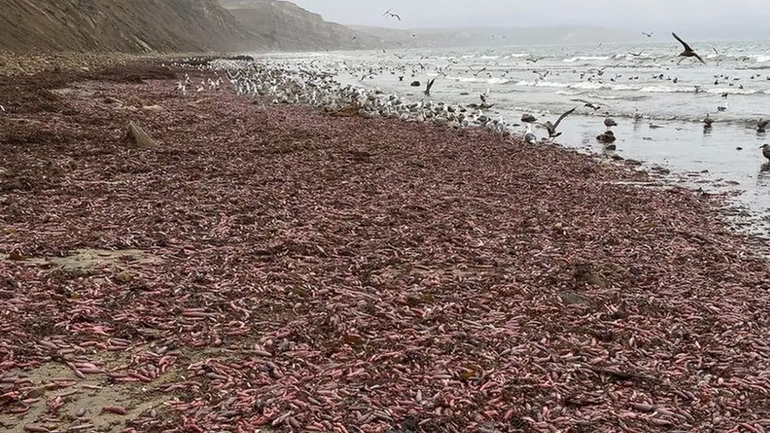 Invasión de peces pene en una playa argentina: ¿Para qué sirven?