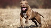 Una imagen ilustrativa de un pitbull como el que protagonizó el ataque al pequeño.