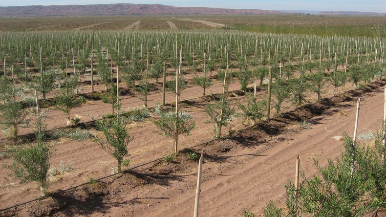 Equilibrio patagónico: Una muestra de que la industria hidrocarburífera y la agricultura pueden coexistir en armonía dentro de la región. | LMCipolletti.com Equilibrio patagónico: Una muestra de que la industria hidrocarburífera y la agricultura pueden coexistir en armonía dentro de la región.
