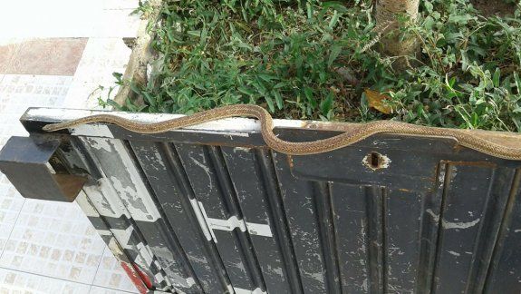 Apareció una culebra de 2 metros en pleno centro de Centenario 