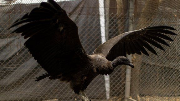 Ultiman detalles para liberar a una cóndor hembra en Río Negro