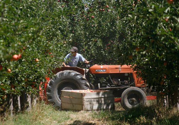Complejo escenario para la fruticultura