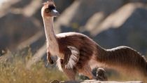 Una reciente investigación reveló nuevos detalles del Bonapartenykus ultimus. Foto: Gentileza.