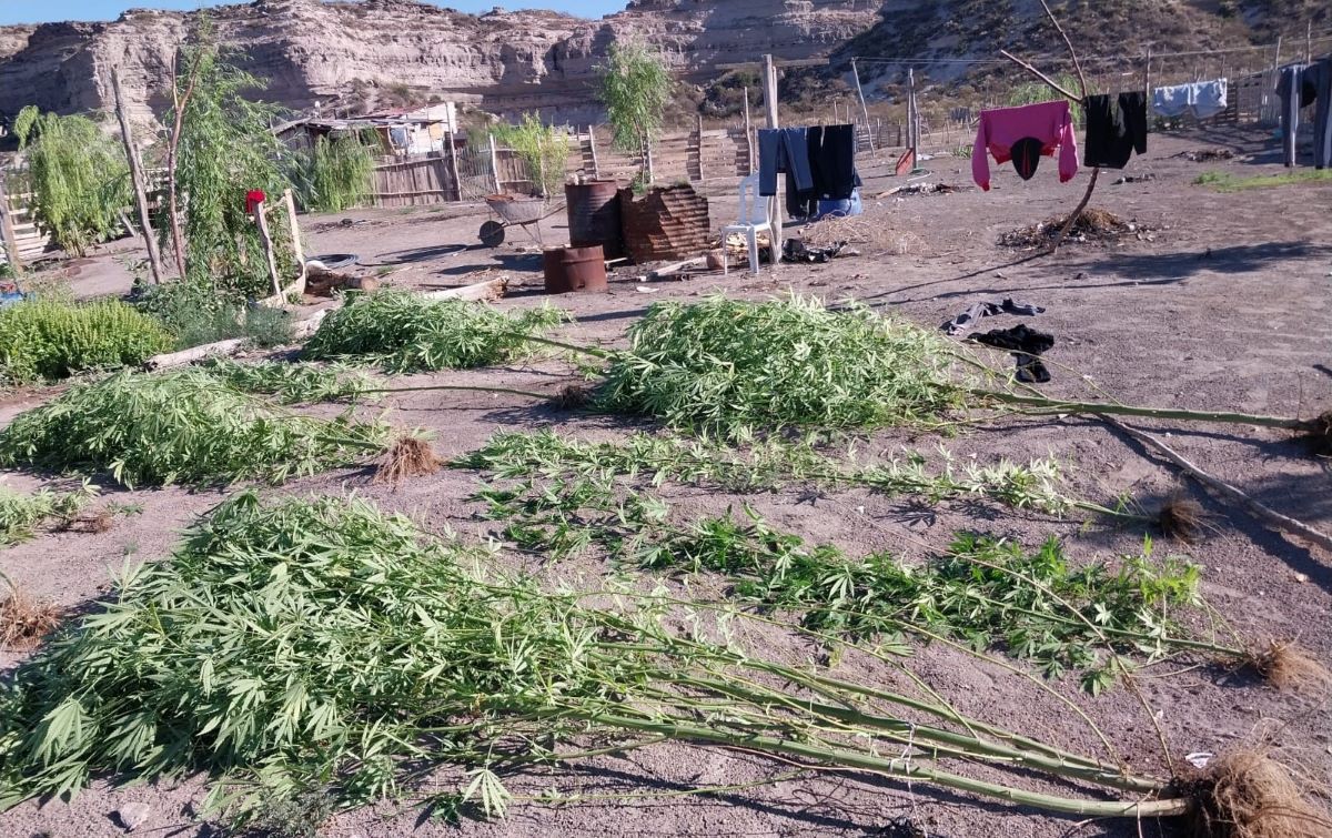 Las plantas secuestradas crecían en el patio de una vivienda cercana a las bardas, en Villa Regina.&nbsp;