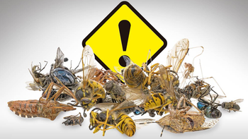 el problema que surge por la extincion de los insectos