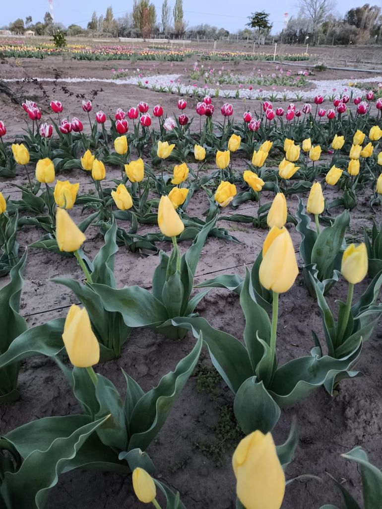 El proyecto fue impulsado por Sergio “Flecha” Pérez, reportero gráfico que recorrió el mundo y reconoció el potencial de la belleza de la estancia proponer el emprendimiento turístico. El proyecto fue impulsado por Sergio “Flecha” Pérez, reportero gráfico que recorrió el mundo y reconoció el potencial de la belleza de la estancia proponer el emprendimiento turístico.