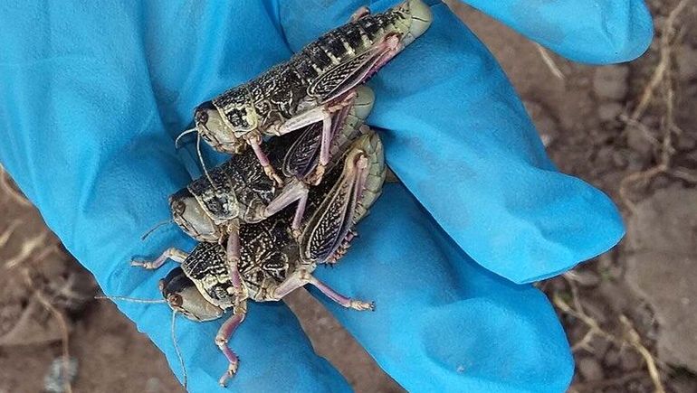 El Senasa declaró que se debe denunciar cualquier contacto con la plaga. | LMCipolletti.com El Senasa declaró que se debe denunciar cualquier contacto con la plaga.