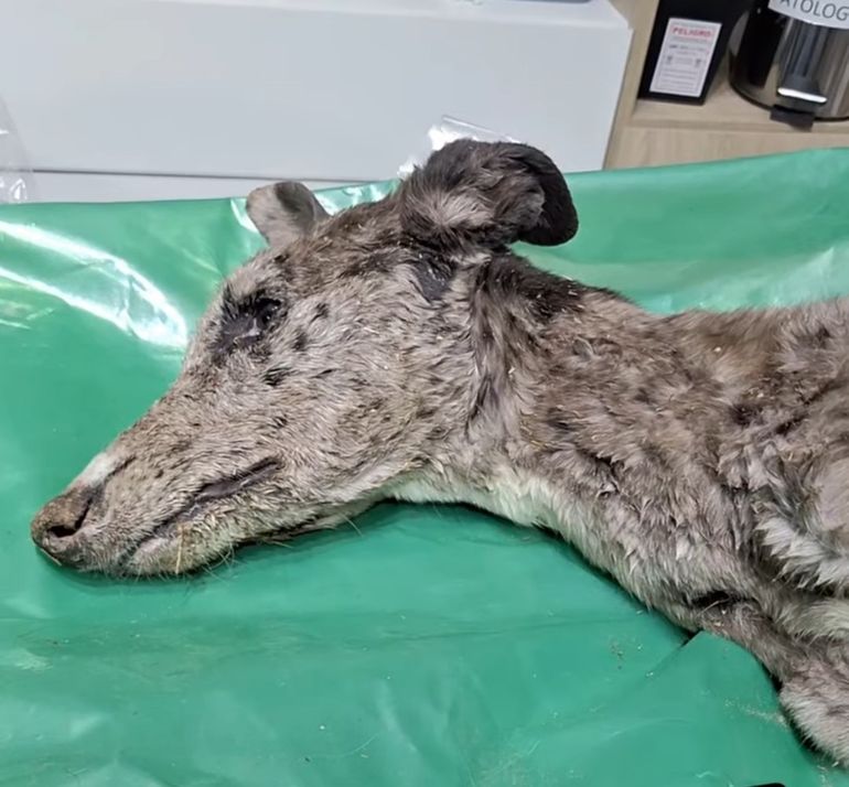 Desde Funpabia informaron que actualmente buscan hogares de tránsito para las dos cachorras. Desde Funpabia informaron que actualmente buscan hogares de tránsito para las dos cachorras.