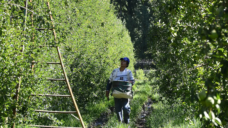 Un trabajador golondrina encontró el peor final en la zona. Foto de archivo.