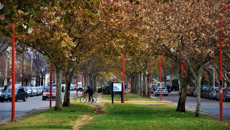 Planean intervenir los árboles de la Alem para construir la ciclovía