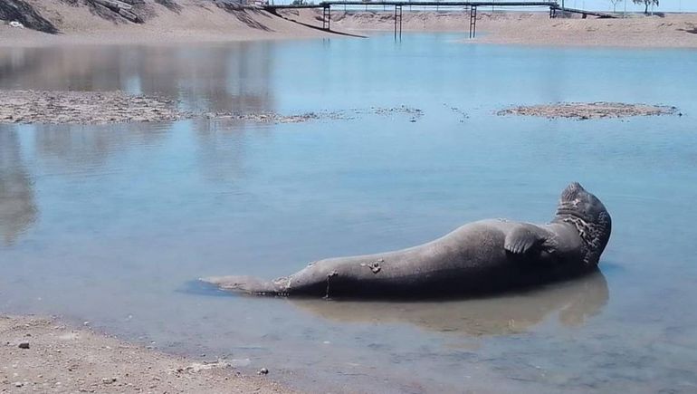 El elefante marino estuvo tres horas fuera del mar. Foto: gentileza.