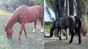hallaron con vida a los dos caballos que habian robado en oro