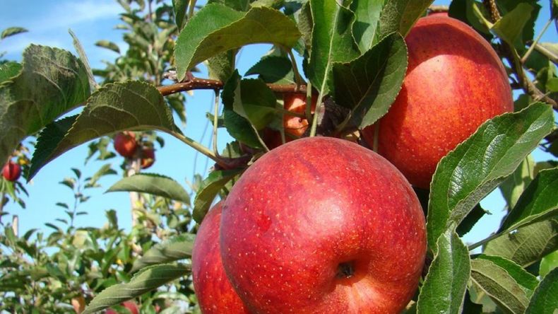 La escasez ya se siente en el mercado: pagan cifras históricas por manzana de calidad, aunque la liquidez no acompaña. | LMCipolletti.com La escasez ya se siente en el mercado: pagan cifras históricas por manzana de calidad, aunque la liquidez no acompaña.
