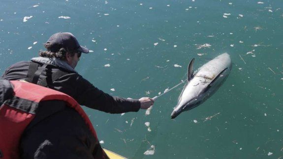 Siguen apareciendo delfines muertos: ya son cerca de 35