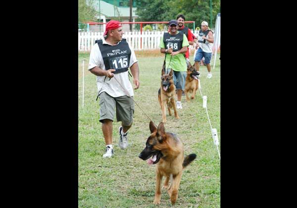 Ovejeros alemanes, en competencia