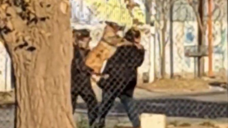 Video: perrita cipoleña no quería castrarse y así tuvieron que llevarla
