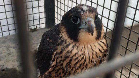 Encontraron un halcón peregrino en pleno centro cipoleño