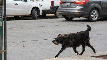 denuncian que un vecino dispara balinazos a perros
