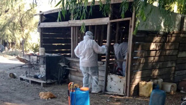 Río Negro acatará las instrucciones de Senasa ante los casos de gripe aviar