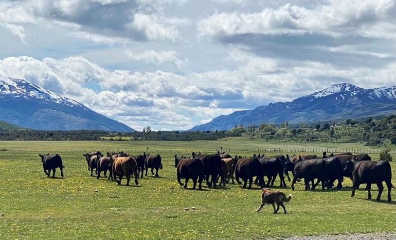 Los productores ganaderos de la Patagonia esperan con ansiedad las definiciones de Nación.