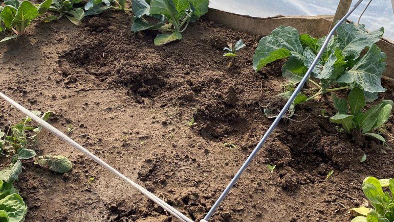 Bronca: familias sembraban sus propios alimentos y les robaron