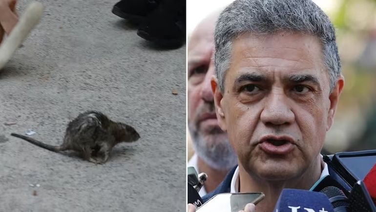 Desopilante momento con gritos y patadas en vivo: una rata gigante interrumpió una conferencia de Jorge Macri
