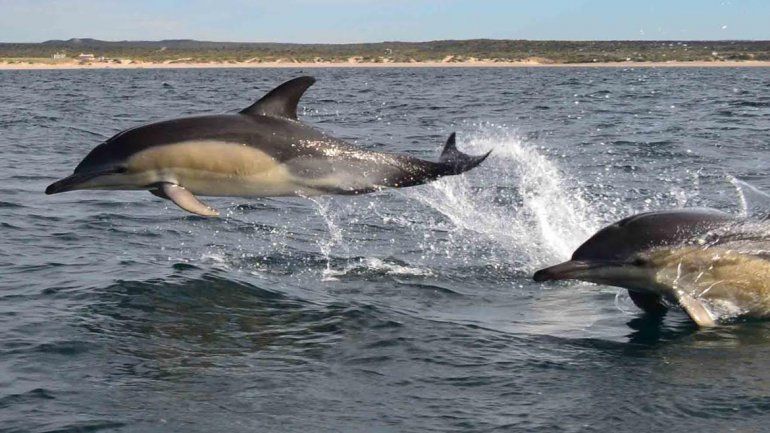 Los delfines nariz de botella son habitantes del golfo San Matías y los avistajes son muy comunes.