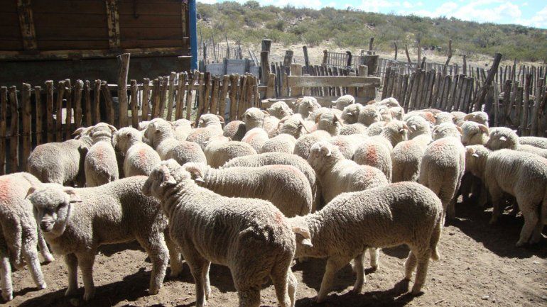 Aprobaron financiamiento en el marco de la ley ovina nacional en Río Negro