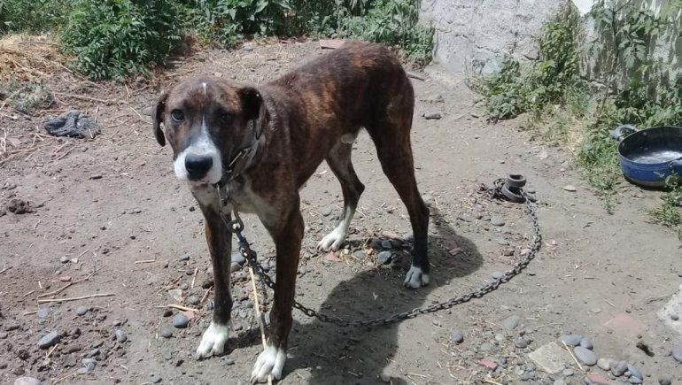 Allanaron una casa y rescataron a un perro que sufría maltrato