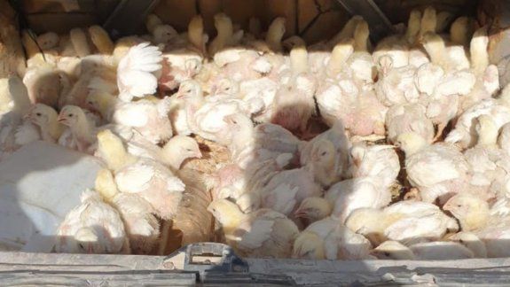 Lo atraparon cuando huía con 124 pollos vivos en el baúl del auto