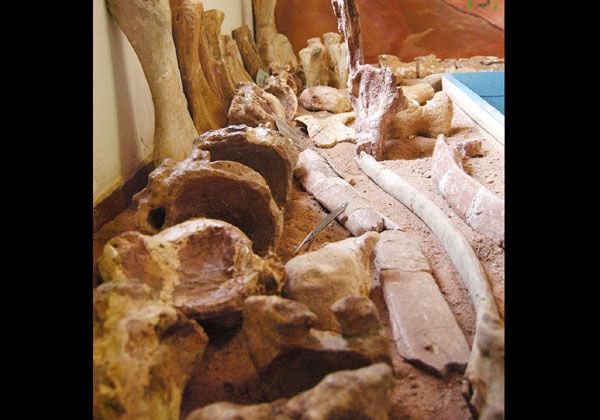 Destacan la recuperación de piezas paleontológicas