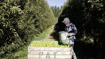 Productores manifiestan que se encuentran en una crisis termina. Solicitan medidas. Productores manifiestan que se encuentran en una crisis termina. Solicitan medidas.
