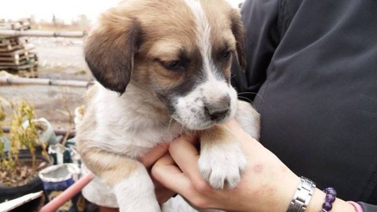 Los cachorritos y los perros grandes merecen un hogar y cariño.
