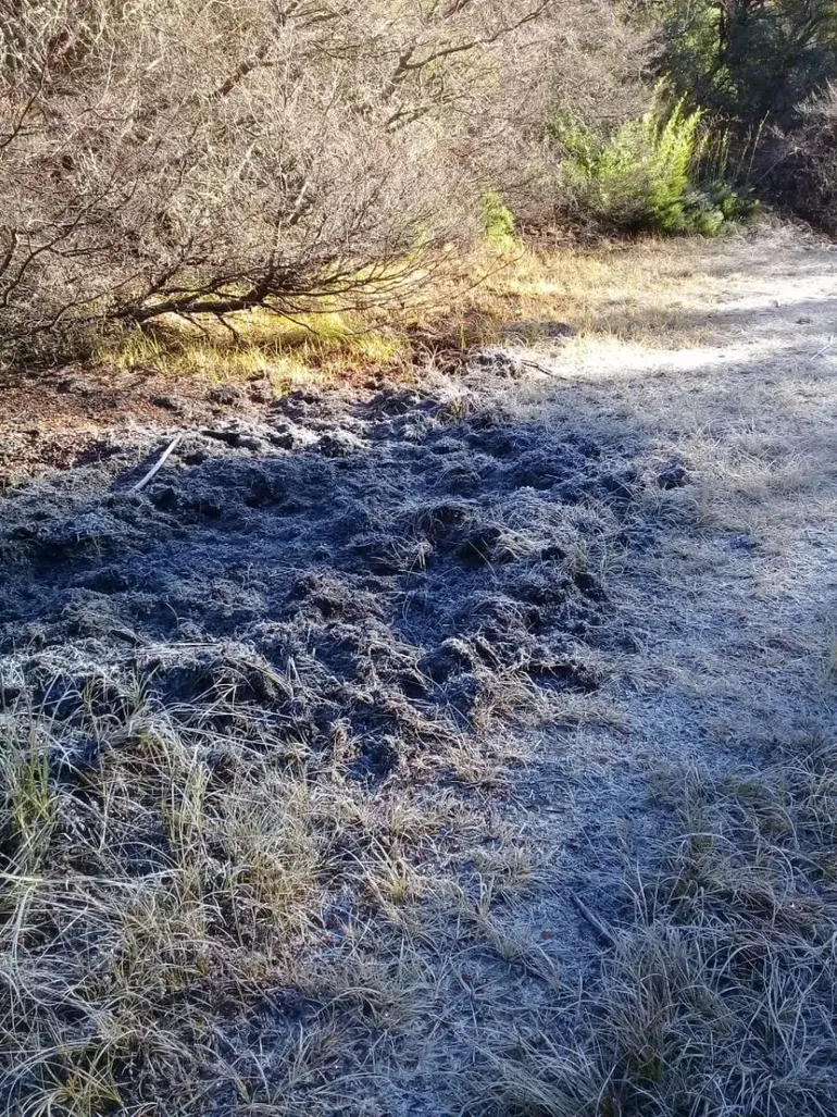 La caída de rocío y la acumulación de nieve evidenciaron la presencia de huellas. La caída de rocío y la acumulación de nieve evidenciaron la presencia de huellas.