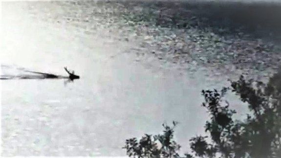 Graban a un ciervo nadando en el lago Nahuel Huapi