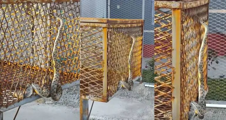 La sorpresiva aparición de una culebra generó preocupación entre los vecinos de la zona.