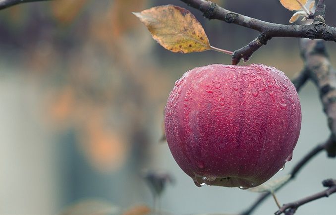 Se derrumbó el consumo interno de manzanas