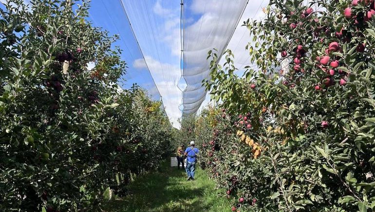 La tecnificación potencia la calidad y eficiencia en la cosecha de manzanas