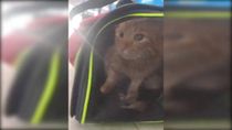 Simba, el gatito abandonado en la terminal de Roca.