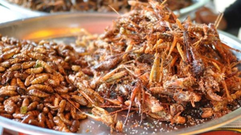 Los insectos están incluidos en la definición de&nbsp; alimentación del fututo.