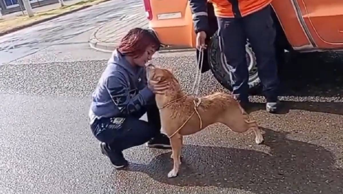 El momento en el que la perrita se reencuentra con su dueña.