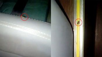 denuncio que viajo 800 km en un cole lleno de cucarachas denuncio que viajo 800 km en un cole lleno de cucarachas