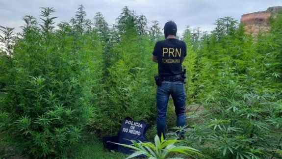 Allanaron una casa y encontraron una selva de marihuana