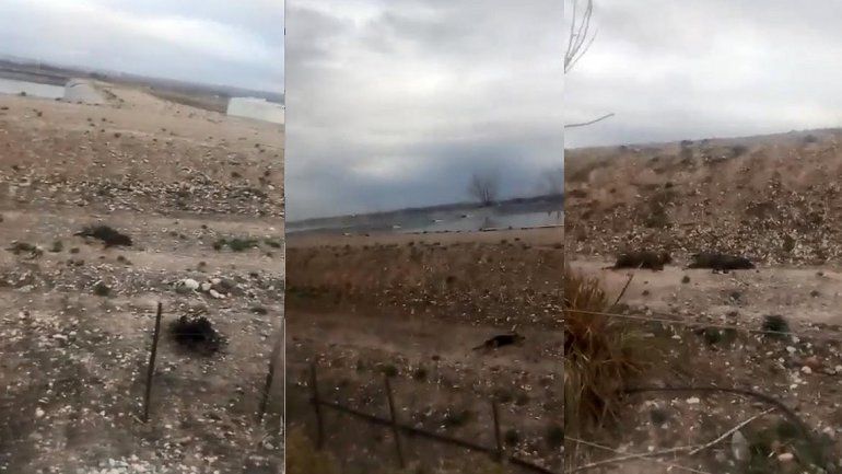 Alarma por la mortandad de perros en la planta cloacal de Roca