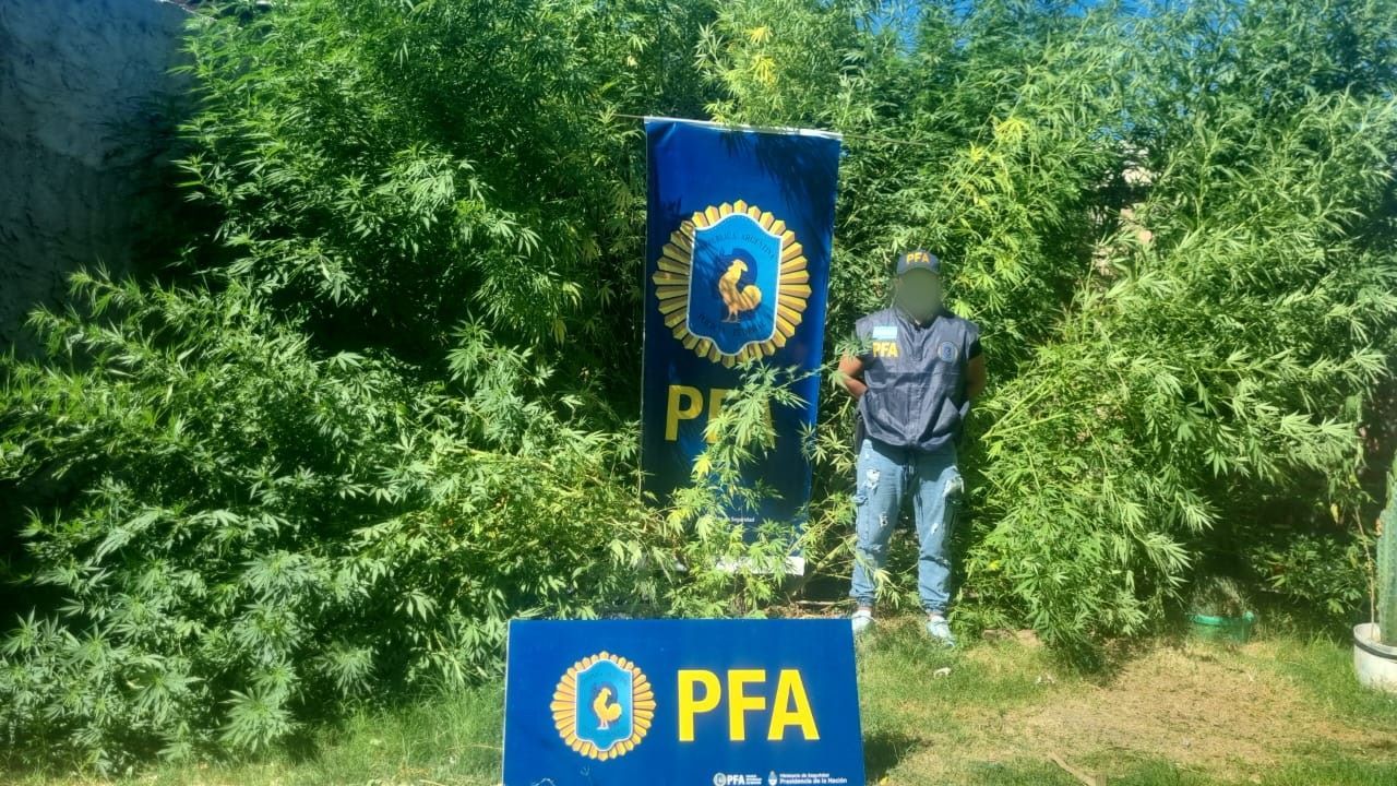 Cerca de 30 plantas que superaban los 2 metros de alto secuestraron en Barda del Medio. Una mujer fue detenida, sospechada de dedicarse al cultivo y la venta de la hierba.&nbsp;
