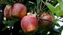 La manzana con alta cobertura de color, es la que está demandando hoy el mercado.
