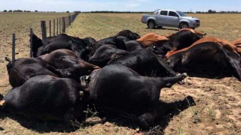 Un rayo mató a 22 vacas en La Pampa