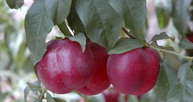 Las ciruelas son las frutas de carozo que más se exportan